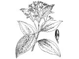 Cinnamon (Cinnamomum Aromaticum), Heb. QiNaMON (Ex.30.23, Prov.7.17, Song.4.14, Rev.18.17)